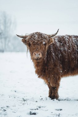 İskoçyalı 2022 'de karla kaplı. Yüksek kalite fotoğraf