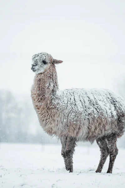 Альпака Покрыта Снегом Природе Животного Высокое Качество Фото — стоковое фото