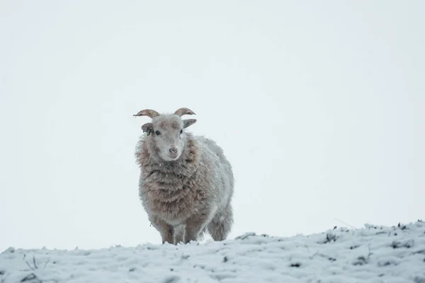 Small Sheep Walking White Snow High Quality Photo — Stock Photo, Image