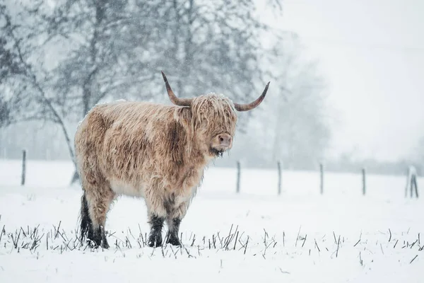 Szkocki Górala Pokryty Śniegiem Przyrodzie 2022 Wysokiej Jakości Zdjęcie — Zdjęcie stockowe