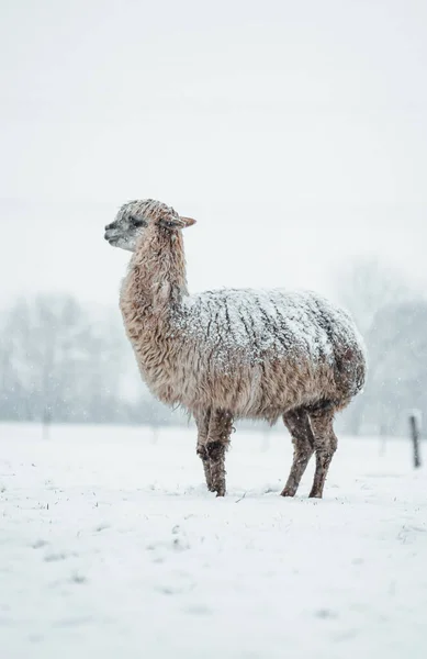 Alpaca Covered Snow Nature Animal High Quality Photo — Stock Photo, Image