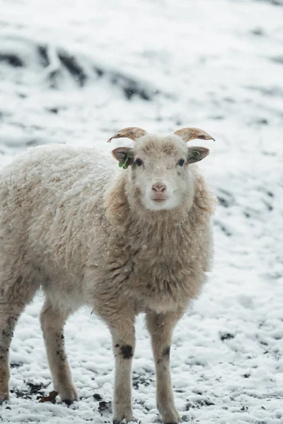 Small Sheep Walking White Snow High Quality Photo — Stock Photo, Image