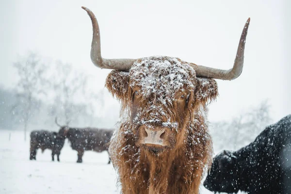 Scottish Highlander Couvert Neige Dans Nature 2022 Photo Haute Qualité — Photo