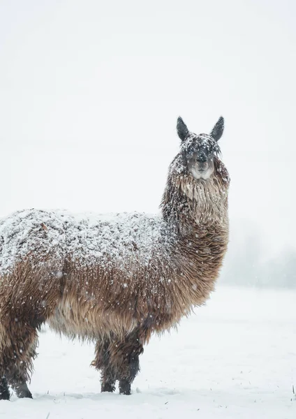 Alpaca Cubierta Nieve Naturaleza Animal Foto Alta Calidad —  Fotos de Stock