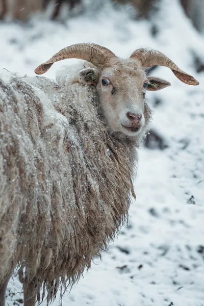 Kis Bárány Sétál Fehér Hóban Kiváló Minőségű Fénykép — Stock Fotó