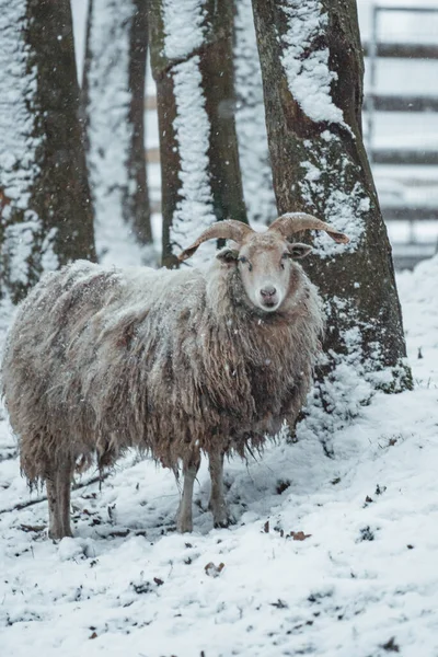 Malá Ovečka Kráčející Bílém Sněhu Kvalitní Fotografie — Stock fotografie