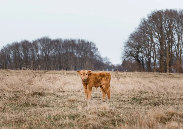 Scottish Higlander Calf Ganado Campo Ecológico Foto Alta Calidad —  Fotos de Stock