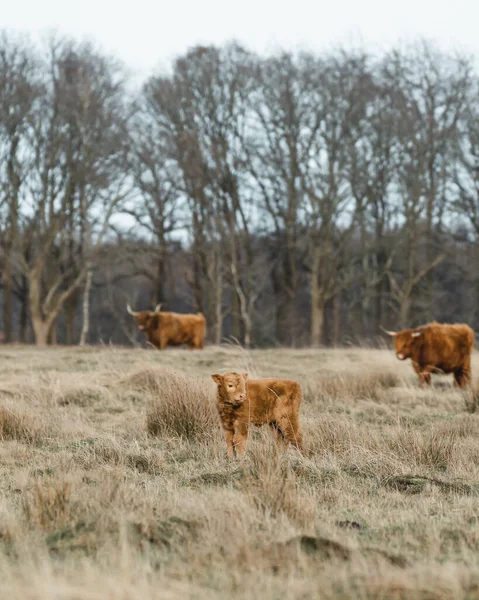 Scottish Higlander Calf Bydło Polu Ekologicznym Wysokiej Jakości Zdjęcie — Zdjęcie stockowe
