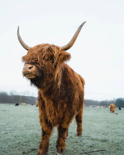 Scottish Higlander Calf Cattle Field Ecological High Quality Photo — Stock Photo, Image