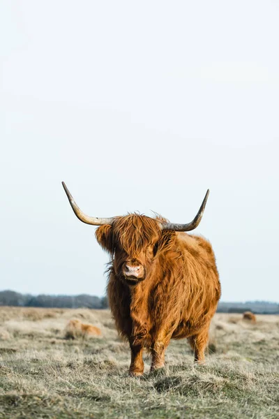 스코티시히그 칼프소 Higlander Calf Cattle 계이다 고품질 — 스톡 사진