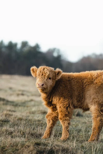 Scottish Higlander Calf Cattle Een Veld Ecologisch Hoge Kwaliteit Foto — Stockfoto