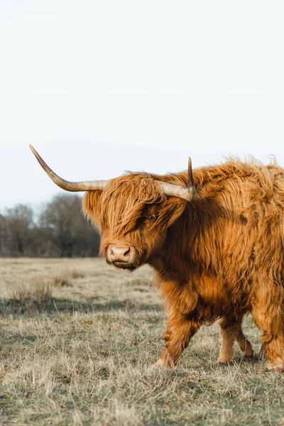 스코티시히그 칼프소 Higlander Calf Cattle 계이다 고품질 — 스톡 사진