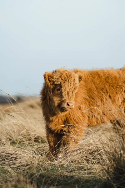 Scottish Higlander Calf Cattle Field Ecological High Quality Photo — Stock Photo, Image