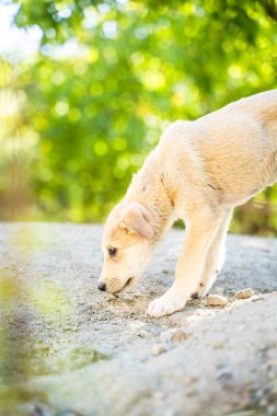 Golden Retriever Labrador Puppy 'nin Altın Işıkta rüya gibi bir geçmişi var. Ne yazık ki çöpleri ve turistlerin bıraktığı çöpleri yiyorlar.. 