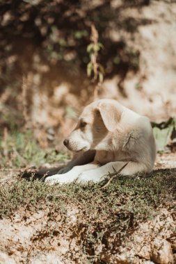 Golden Retriever Labrador Puppy 'nin Altın Işıkta rüya gibi bir geçmişi var. Ne yazık ki çöpleri ve turistlerin bıraktığı çöpleri yiyorlar.. 