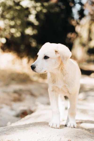 Golden Retriever Labrador Filhote Cachorro Luz Dourada Com Fundo Sonhador — Fotografia de Stock