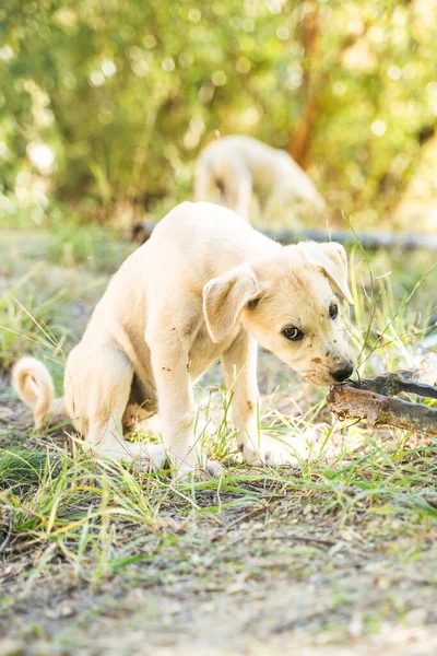Golden Retriever Labrador Filhote Cachorro Luz Dourada Com Fundo Sonhador — Fotografia de Stock