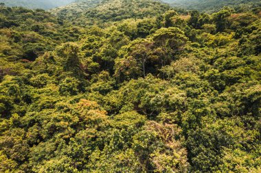 Büyük ada Ilha Grande Abraao plajı Angra dos Reis, Rio de Janeiro, Brezilya. Yüksek kaliteli tropikal plaj iklimi, güzel hava dronu fotoğrafı.