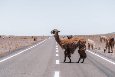 Güney Amerika 'da Lamas sokakta yürüyor. Yüksek kalite fotoğraf