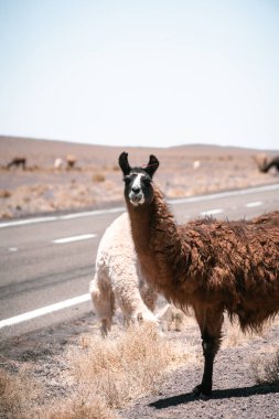 Güney Amerika 'da Lamas sokakta yürüyor. Yüksek kalite fotoğraf