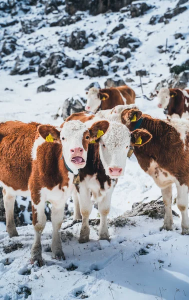 Cow in the Italian Dolomites in the Snow . High quality photo