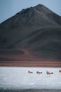 Beautiful view of Flamingo White Lagoon in Bolivia South America Salt Flat Uyuni. High quality photo