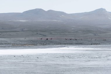 Beautiful view of Flamingo White Lagoon in Bolivia South America Salt Flat Uyuni. High quality photo