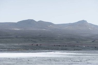 Beautiful view of Flamingo White Lagoon in Bolivia South America Salt Flat Uyuni. High quality photo