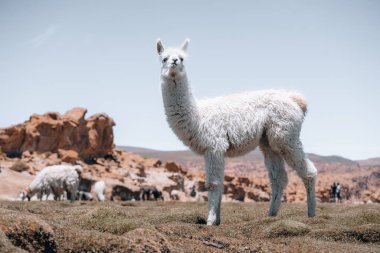 Photo of Lamas in South America during Salt Flat Uyuni tour and also seen in Peru, Chile and more countries. . High quality photo