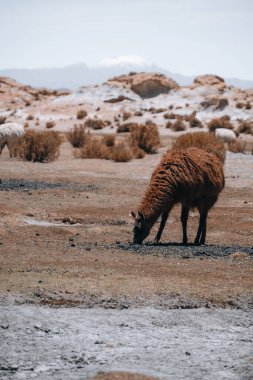 Photo of Lamas in South America during Salt Flat Uyuni tour and also seen in Peru, Chile and more countries. . High quality photo
