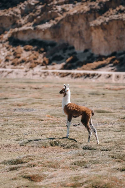 Photo of Lamas in South America during Salt Flat Uyuni tour and also seen in Peru, Chile and more countries. . High quality photo