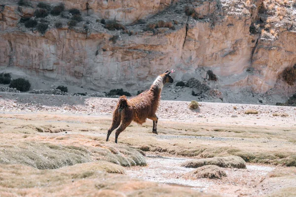 Photo of Lamas in South America during Salt Flat Uyuni tour and also seen in Peru, Chile and more countries. . High quality photo