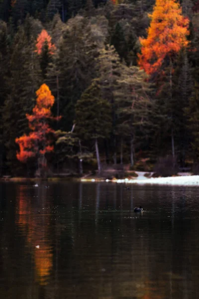 Herbstliche Herbstfarben Des Toblacher Sees Toblacher See Mit Einem Haus — Stockfoto