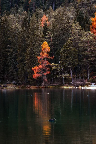 Autumn Fall Colours Toblacher See Lago Dobbiaco House Reflections Dolomites — Stock Photo, Image