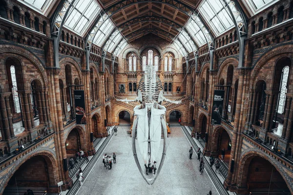 Dinosaurier Skelett Natural History Museum London Vereinigtes Königreich England Hochwertiges — Stockfoto