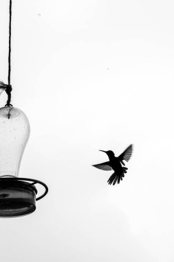 Uçan Sinekkuşu Kolombiya 'da su bulmaya çalışıyor. Siyah ve Beyaz Yüksek kalite fotoğraf