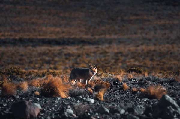 Фокс Животное Перед Вулканическими Горами Сан Педро Атакама Чили Высокое — стоковое фото