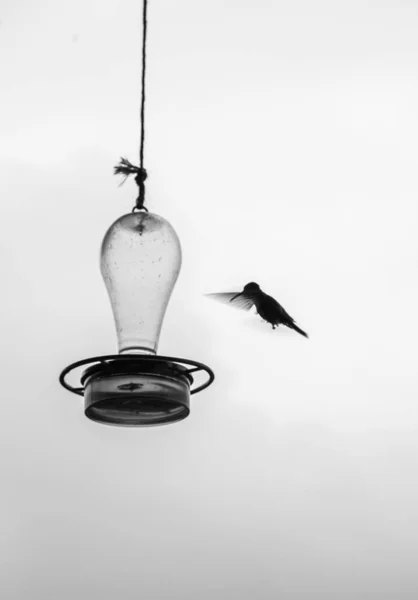 Flying Hummingbird trying to get some water in Colombia. Black and White High quality photo
