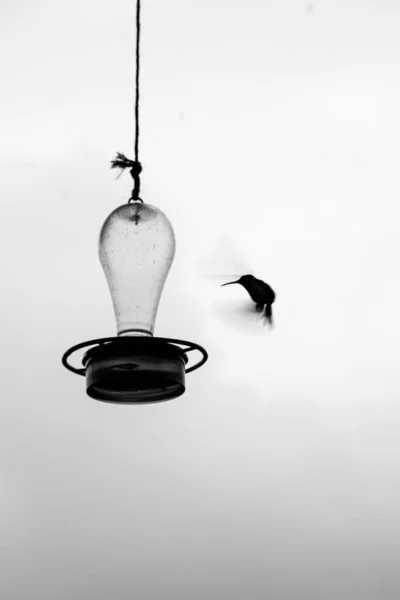 Flying Hummingbird trying to get some water in Colombia. Black and White High quality photo