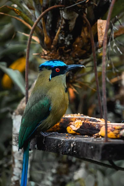 Pássaro Tropical Salento Colômbia Desfrutando Alguma Fruta Foto Alta Qualidade — Fotografia de Stock