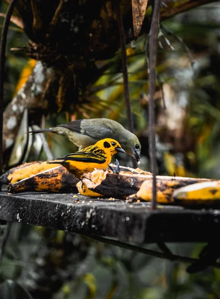 Trópusi Madár Salento Kolumbiában Élvezi Gyümölcsöt Kiváló Minőségű Fénykép — Stock Fotó