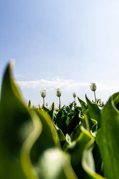 Kleurrijke Tulpenvelden Gevangen Nederland Tijdens Het Voorjaar Tulpen Hoge Kwaliteit — Stockfoto