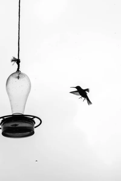 Flying Hummingbird trying to get some water in Colombia. Black and White High quality photo