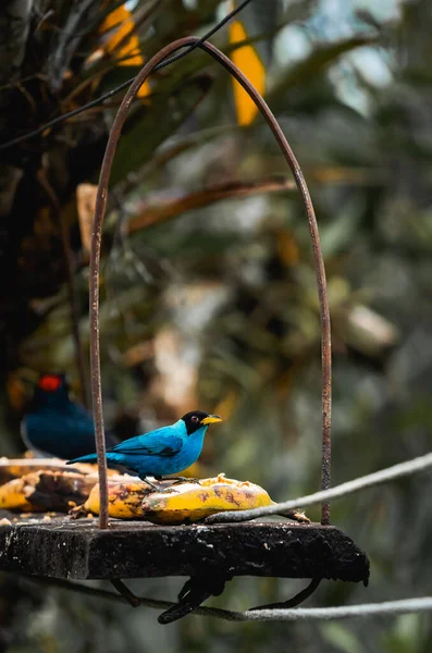 サレントコロンビアの熱帯鳥はいくつかの果物を楽しんでいる 高品質の写真 — ストック写真