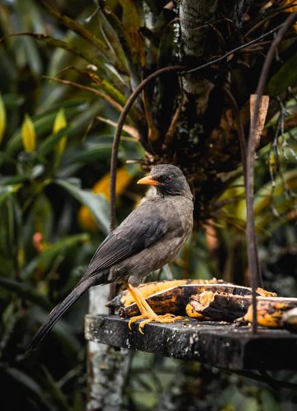 サレントコロンビアの熱帯鳥はいくつかの果物を楽しんでいる 高品質の写真 — ストック写真