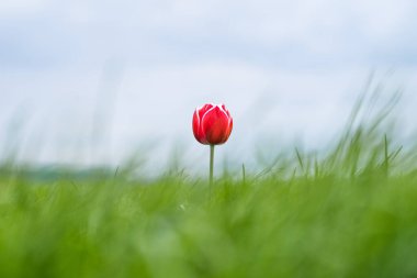Bahar mevsimi laleleri sırasında Hollanda 'da çekilen renkli tek lale. Yüksek kalite fotoğraf