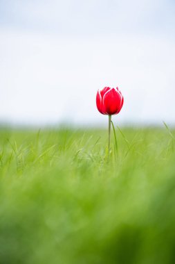 Bahar mevsimi laleleri sırasında Hollanda 'da çekilen renkli tek lale. Yüksek kalite fotoğraf