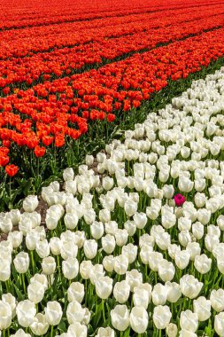 Hollanda 'da bahar mevsimi laleleri sırasında çekilen renkli lale tarlaları. Yüksek kalite fotoğraf