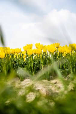 Hollanda 'da bahar mevsimi laleleri sırasında çekilen renkli lale tarlaları. Yüksek kalite fotoğraf