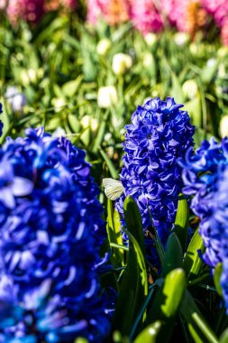 Hollanda 'da bahar mevsimi laleleri sırasında çekilen renkli lale tarlaları. Yüksek kalite fotoğraf